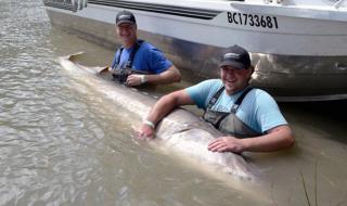 新鲜的光滑大鱼 新鲜的光滑大鱼