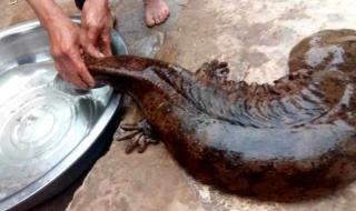 娃娃鱼是不是国家保护动物 现巨型野生娃娃鱼